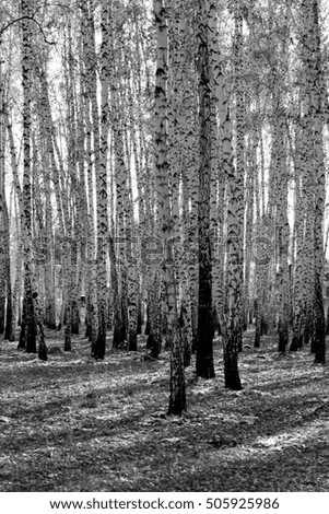 birch forest background, black and white photo
