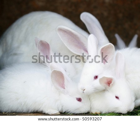 white rabbits with red eyes and very fluffy