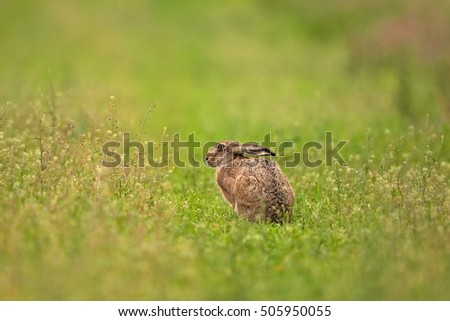 European hare, lepus europaeus, Czech republic