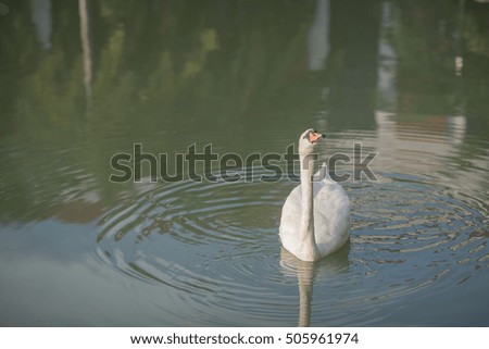 swan bird lake white pond water nature animal 