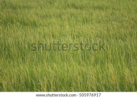 Blurred and selective focus paddy rice in field.