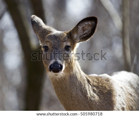 Beautiful isolated portrait of a wild deer in the forest
