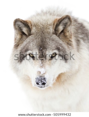 A lone Timber wolf with direct eye contact closeup with snow on his nose in the winter snow with direct eye contact in Canada