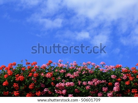 red and pink flowering geraniums against the blue sky Royalty-Free Stock Photo #50601709