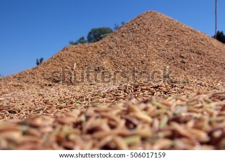 Harvest Golden yellow Ear of rice in Chiang Rai, Thailand in Blue sky Background