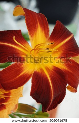 Beautiful lily flower bouquet from a home garden in a summer season