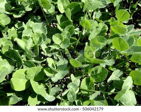 green leaves of clover in a meadow,Green Clover  Background