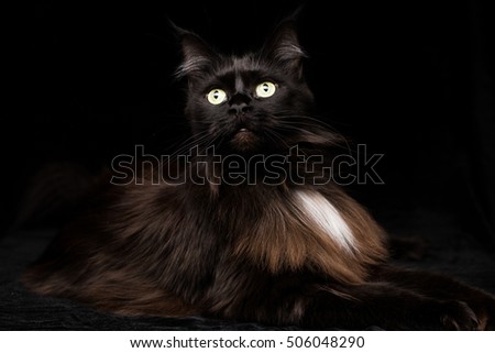 Studio Portrait of a beautiful Maine Coon Cat against Black Background
