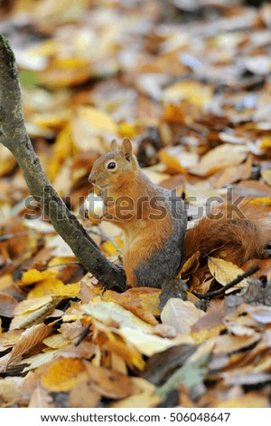 squirrel in forest at autumn