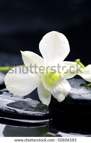 Beauty row of orchid and stone with water drops
