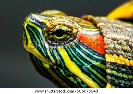 one Pond slider isolated on the black background.closeup