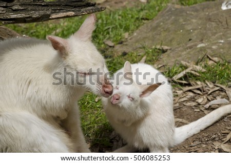 the mother albino kangaroo is kissing her joey