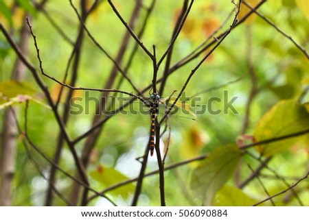 Dragonfly on nature branch and yellow leaves background