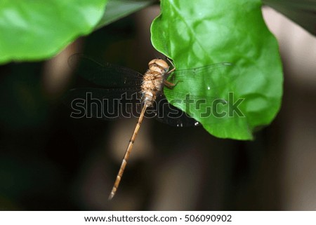 Beautiful dragonfly wing in nature background of Thailand, Flash fired