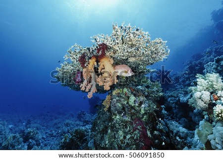 Egypt, Red Sea, Sharm El Sheikh, U.W. photo, Humphead Wrasse (Cheilinus undulatus) and soft corals - FILM SCAN