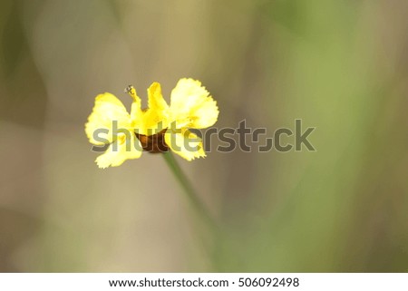 Grass flower  for background
