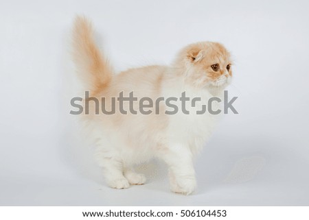 Fold long-haired ginger cat on a white background, studio photo