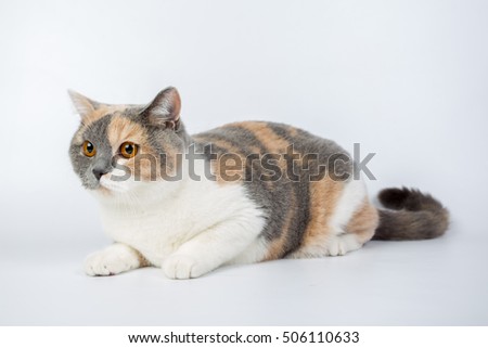 blue-white-red-haired British cat isolated on a white background, studio photo
