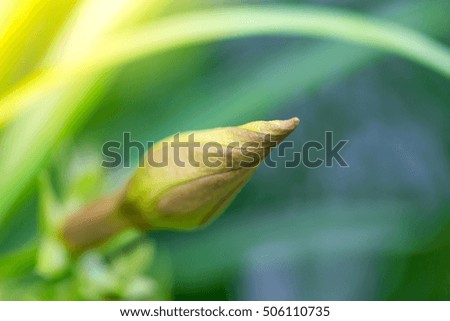 orange flower or yellow flower or delicate yellow oleander in the park in morning with flare light. Have text copy and for use background.