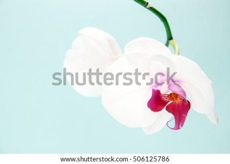 White orchid on the blue background
