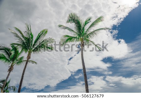 View of Palm trees in Miami Beach with the blue sky as background in Florida, USA