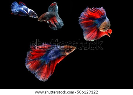 Betta fish, siamese fighting fish,isolated on black background, betta splendens,aquarium,moment of siamese fighting fish colorful and so strong mix group,Gifts for Arabs,Thailand Culture be alive