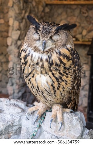 European eagle owl on perch