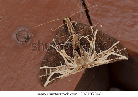 beautiful moth of Borneo