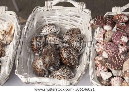 shells in baskets 