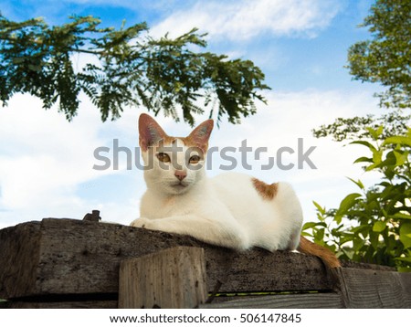 cat on wood table and beautiful nature