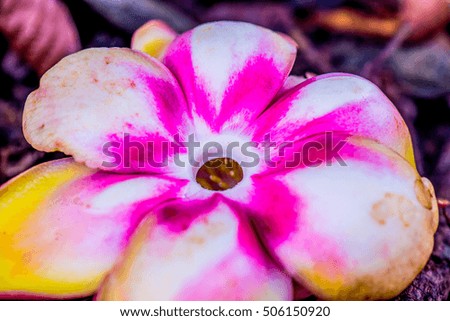 Cannonball Flower or Sal Flower in Thai, Thailand