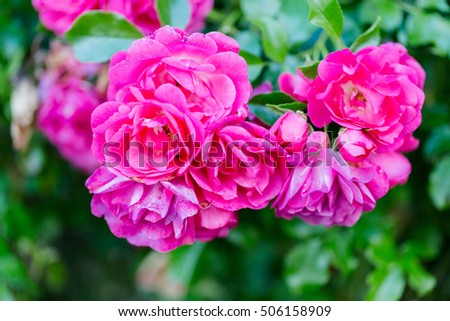 Romance lovely roses in garden