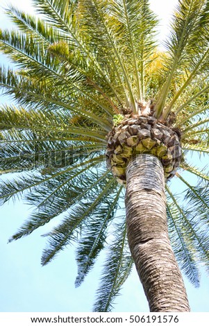 Under view of a palm tree against a blue sky.Sorrento Italy.