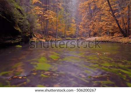 Autumn landscape, colorful leaves on trees, morning at river after rainy night. Colorful leaves. Autumn stream.  November scene.Fall colors of river. Nature in autumn.