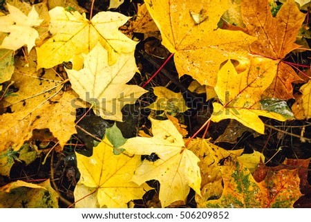 Fallen leaves of the autumn maple, linden, poplar