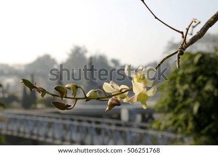 orchids flowers in tropical garden on morning fog blur background