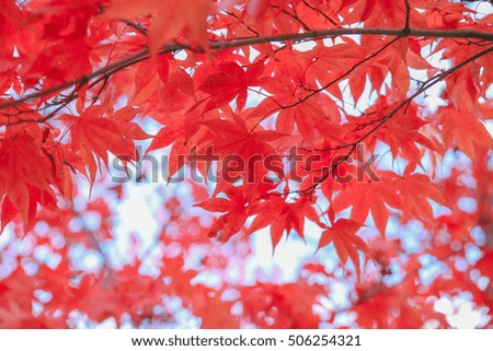 Red maple leaf against the sky in Japanese garden