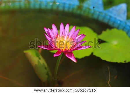 water lilly