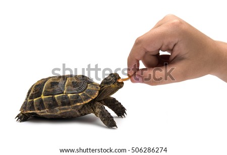 Feeding the turtle. Selective focus