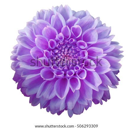 Purple Dahlia  flower, white  background isolated  with clipping path.  Closeup.  with no shadows.  Macro. Nature.  