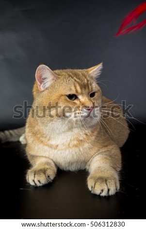 British gold, cat isolated on a black background, studio photo