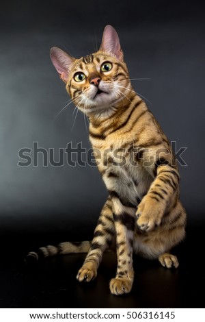 Bengal cat, play with toy, on a black background in the studio, isolated, bright spotted cat
