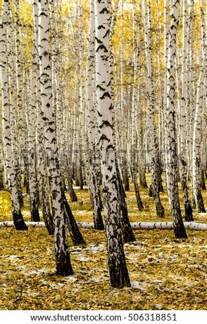 yellow birch forest, late autumn
