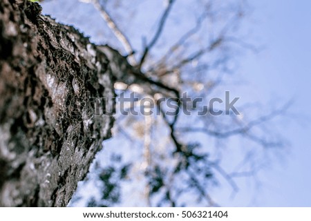 Branch and bark of the tree - looking up