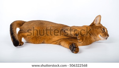 Abyssinian cat plays isolated on a white background studio photo