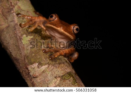 Brown treefrog