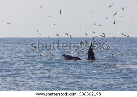 Buda whales in the Gulf of Thailand