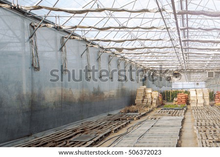 Piled stock of vegetable inside a greenhouse