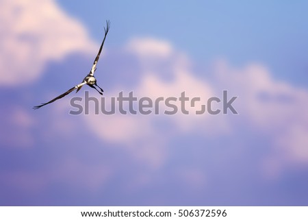 Flying wild bird. Bird of prey. Western Marsh Harrier. Blue purple sky background.