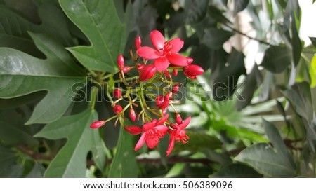 Peregrina, Spicy jatropha, red flower